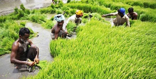 کسان اگائے کیا اور کھائے کیا