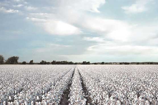 Cotton