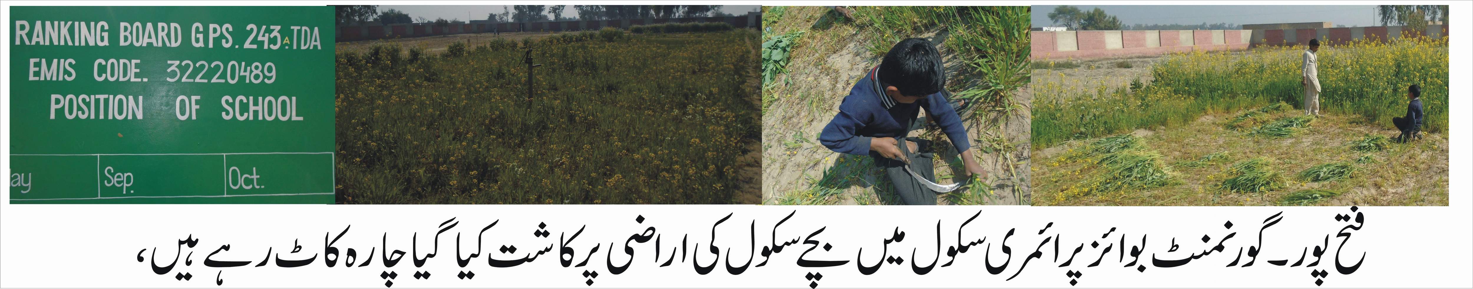 گورنمنٹ بوائز پرائمری سکول میں ٹیچر نے سکول کی اراضی پر چارہ کاشت کر لیا