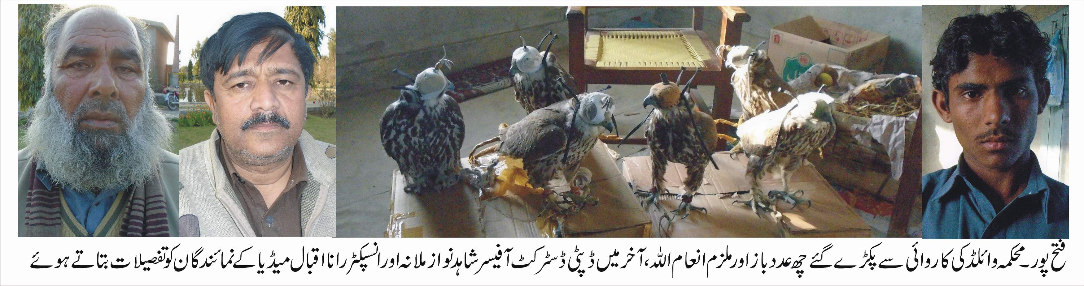 محکمہ وائلڈ لائف کی کاروائی، لاکھوں روپے مالیت کے چھ  باز پکڑ  لئے