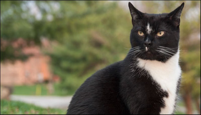 پشاور میں بلیوں پر دو ہمسایوں کے تنازع نے پولیس کو چکرا دیا