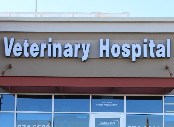 ویٹرنری ہسپتال منگلیہ کا عملہ بے لگام