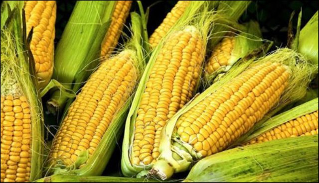 اچھی فصل کیلئے پاکستان مکئی کے مہنگے ترین بیج درآمد کرتا ہے