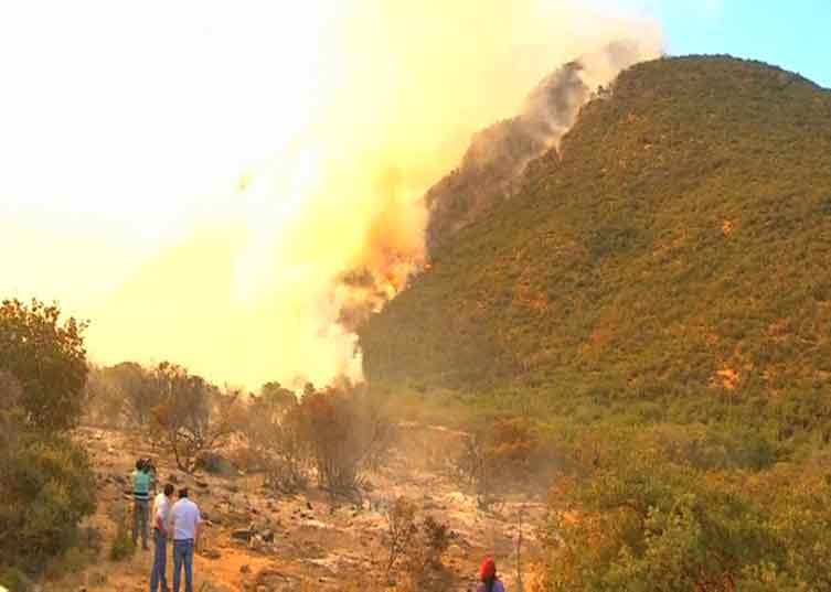 چلی : آگ لگنے سے پندرہ سو ایکڑ رقبے پر لگے درخت جل کر راکھ