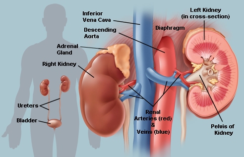 Kidney