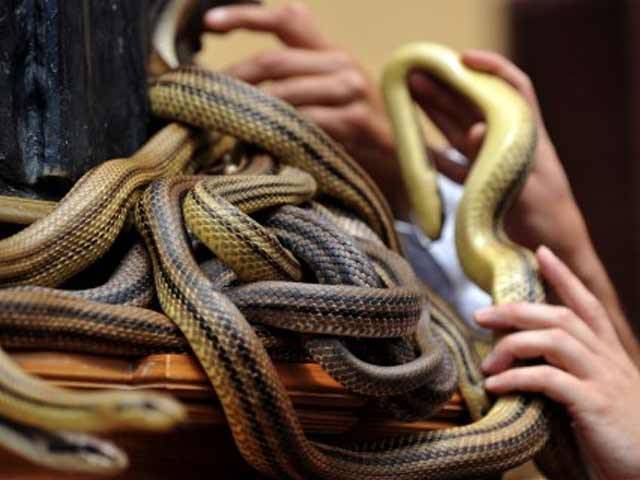 امریکا میں سانپوں کو مارنے کا فیسٹیول