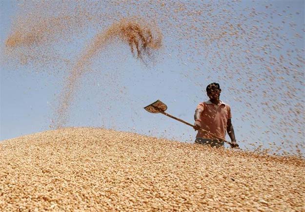 بھارت میں گندم کی درآمد پر عائد ٹیکس ستمبر تک رہے گا