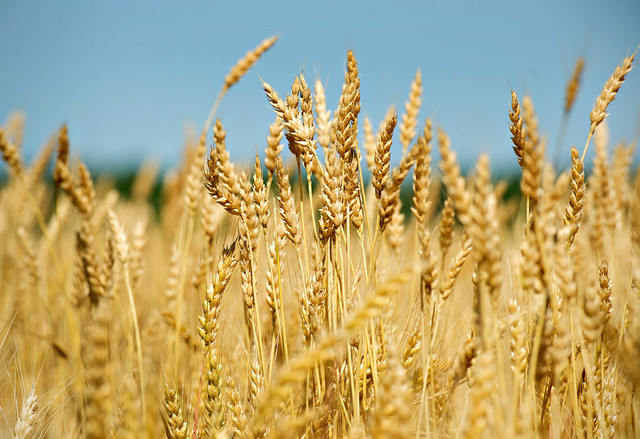 کاشتکار سرکاری نرخوں سے بھی کم پر فصل بیچنے پر مجبور