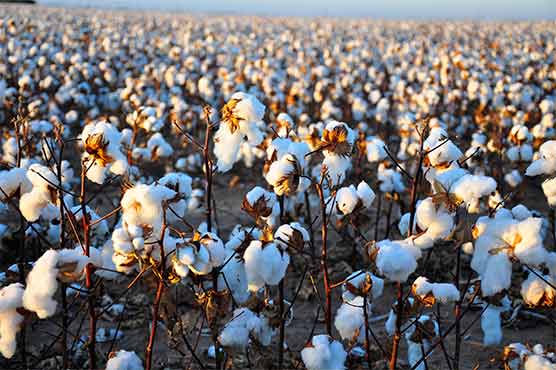 Cotton