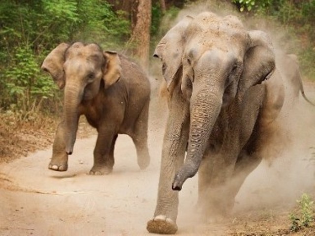 بھارت میں بدمست ہاتھیوں نے ایک ہی خاندان کے 5 افراد کو کچل کر ہلاک کر ڈالا