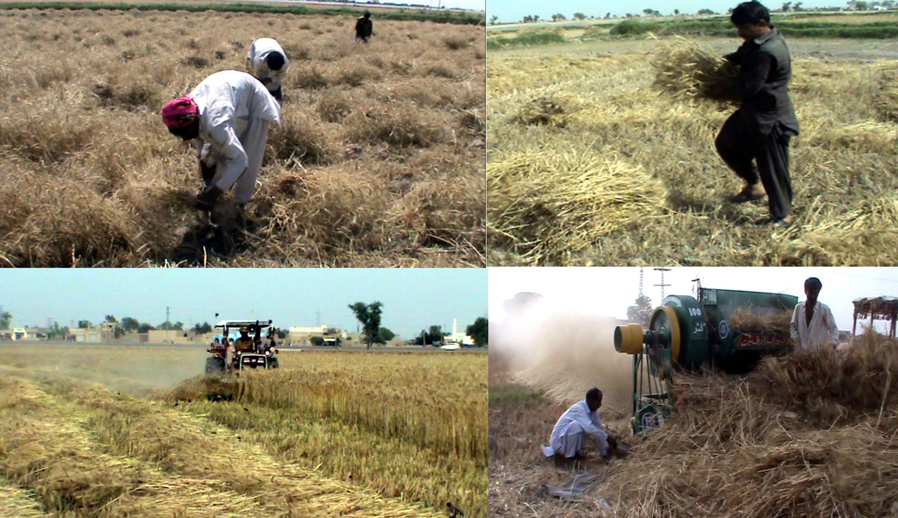 زراعت کے شعبے سے وابستہ آبادی کا 60 فیصد حصہ کسانوں اور کاشتکاروں پر مشتمل ہے