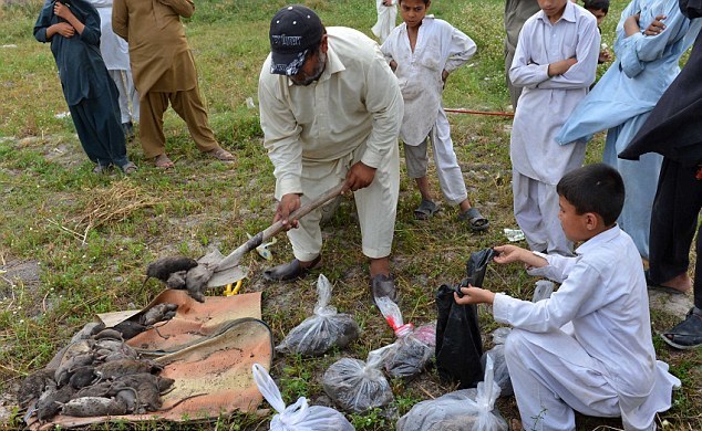 شیر کے شکاری! چوہے مار رہے ہیں