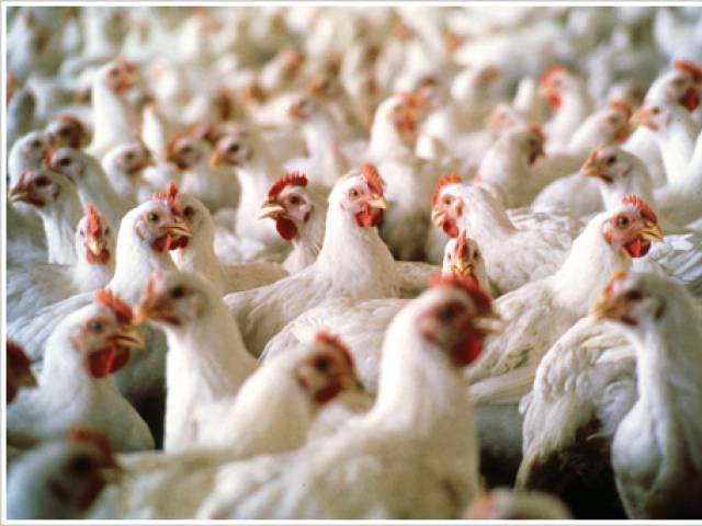 مرغیوں کی رسد میں کمی کے باعث چکن مہنگی ہوئی، پی پی اے