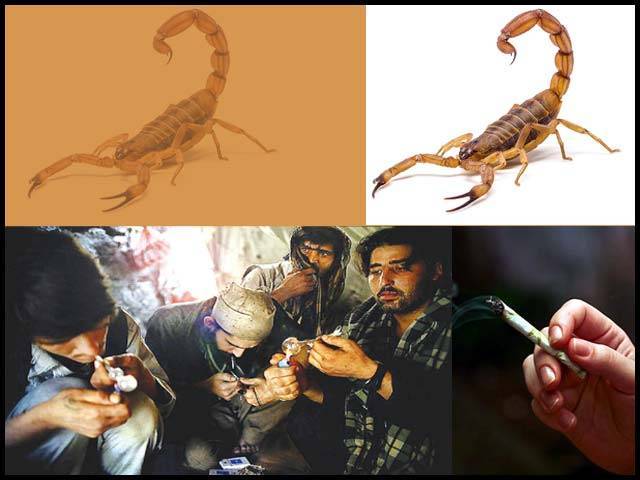 بچھو کا زہر ہے یا ہیروئن۔۔۔۔۔۔؟