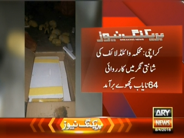 کراچی : محکمہ وائلڈ لائف کی شانتی نگر میں کارروائی، 64 نایاب کچھوے برآمد