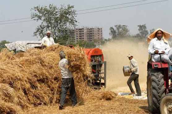 حکومت گندم کے وافر ذخیرے کو ٹھکانے لگانے میں ناکام