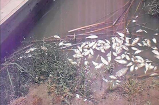 خیر پور : بھتہ نہ دینے پر مچھلیوں کے تالاب میں زہر پھینک دیا