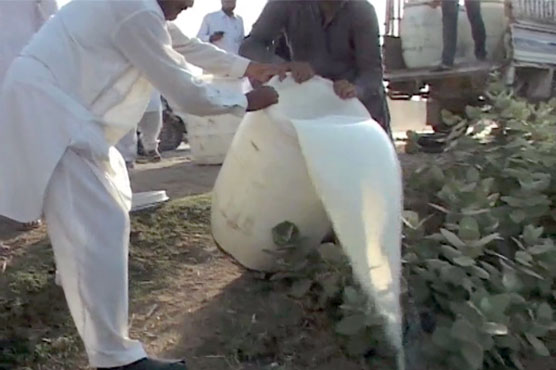 گوجرانوالہ  : لائیو سٹاک کی کارروائی ، 11 سو لٹر مضر صحت دودھ پکڑا گیا