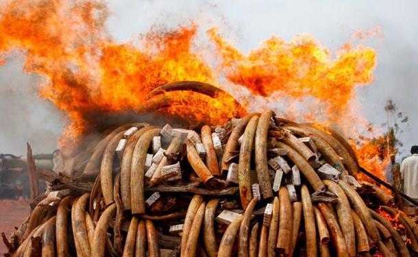 کینیا میں ہاتھی کے 100 ٹن دانتوں کو آگ لگا دی گئی