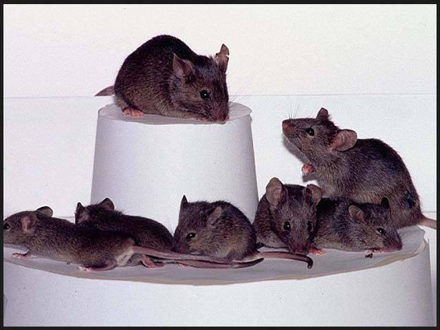 پشاور میں چوہوں کے کاٹنے سے مزید 23 افراد اسپتال پہنچ گئے