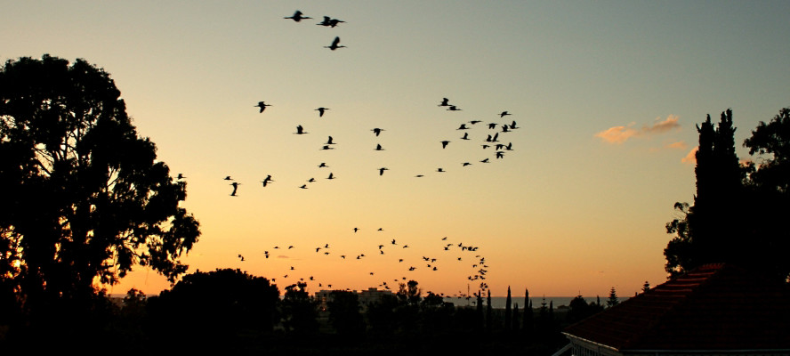 نہ جانے کس گلی میں زندگی کی شام ہو جائے