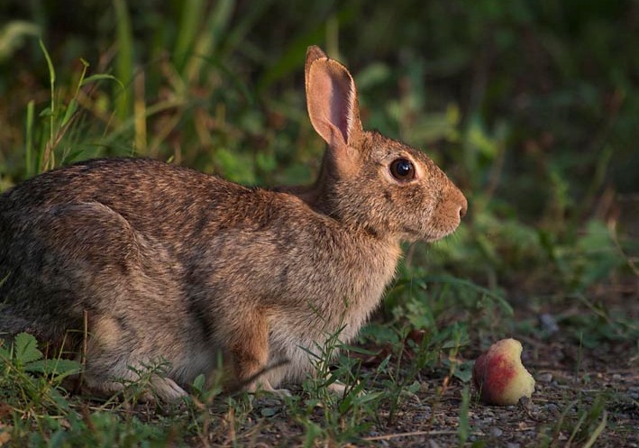 آڑو کون کھا گیا؟؟؟