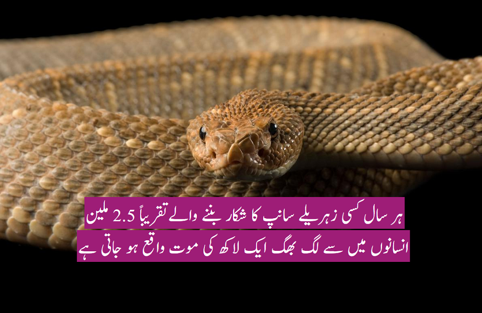 سانپ کا عالمی دن ، سینکڑوں قسم کے سانپوں میں سے چند ہی زہریلے