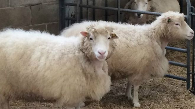 کیا کلون جانور پیدائشی عمر رسیدہ ہوتے ہیں؟