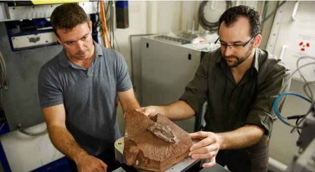 ایکسرے کی مدد سے ڈائناسور کے ڈھانچے کی جانچ