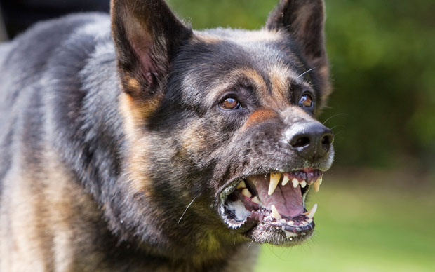 چارا کانٹے کے تنازع پر بااثر افراد نے بچہ پر کتے چھوڑ دئیے