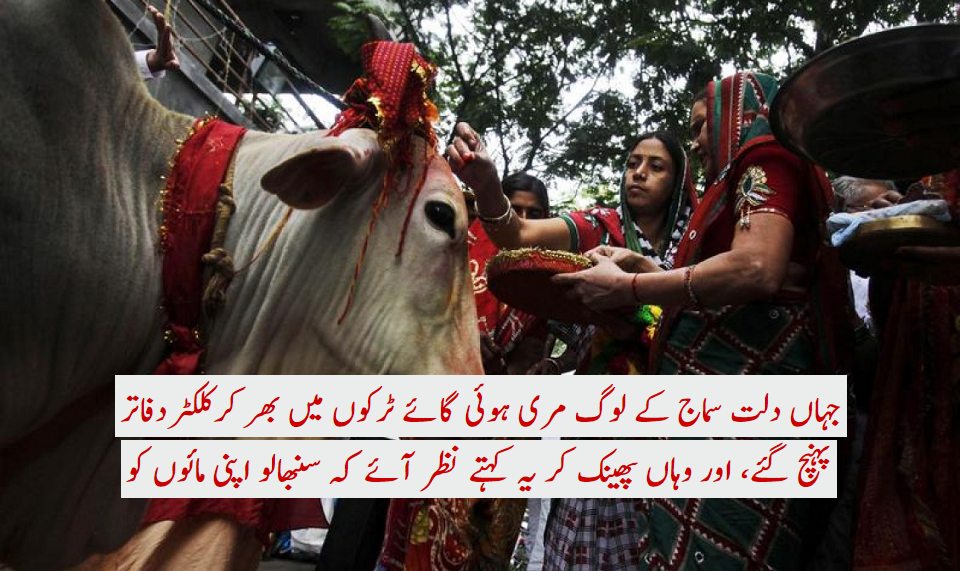 مقدس گائے  کے بہانے مظالم میں اضافہ !