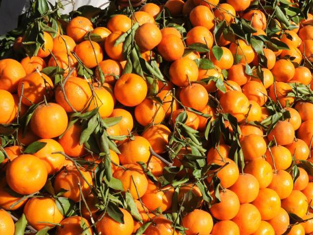 ایف اے او پاکستانی کینو سیکٹر سے تعاون پرآمادہ