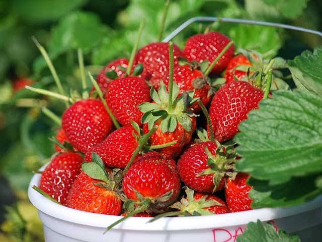Strawberry