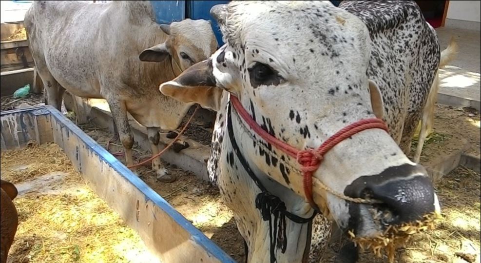 عید الاضحی قریب آگئی، کانگو وائرس کا خوف بھی بڑھ گیا