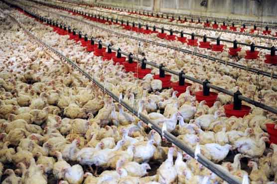 ایک سال میں پولٹری انڈسٹری کو 41 کروڑ ڈالر کا نقصان ہوا: پولٹری ایسوسی ایشن