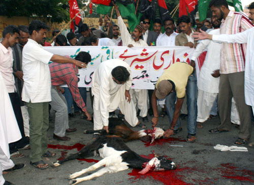 جامعہ بنوریہ عالمیہ سائٹ تحت اجتماعی قربانی کی جائے گی