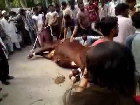 جامعہ بنوریہ عالمیہ سائٹ ٹاؤن میں، گزشتہ کی طرح امسال بھی اجتماعی قربانی کی جائے گی