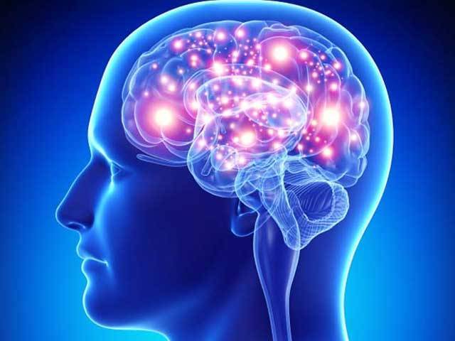 Brain