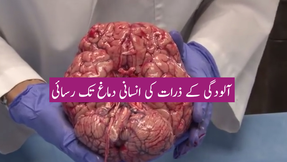 آلودگی کے ذرات کی انسانی دماغ تک رسائی