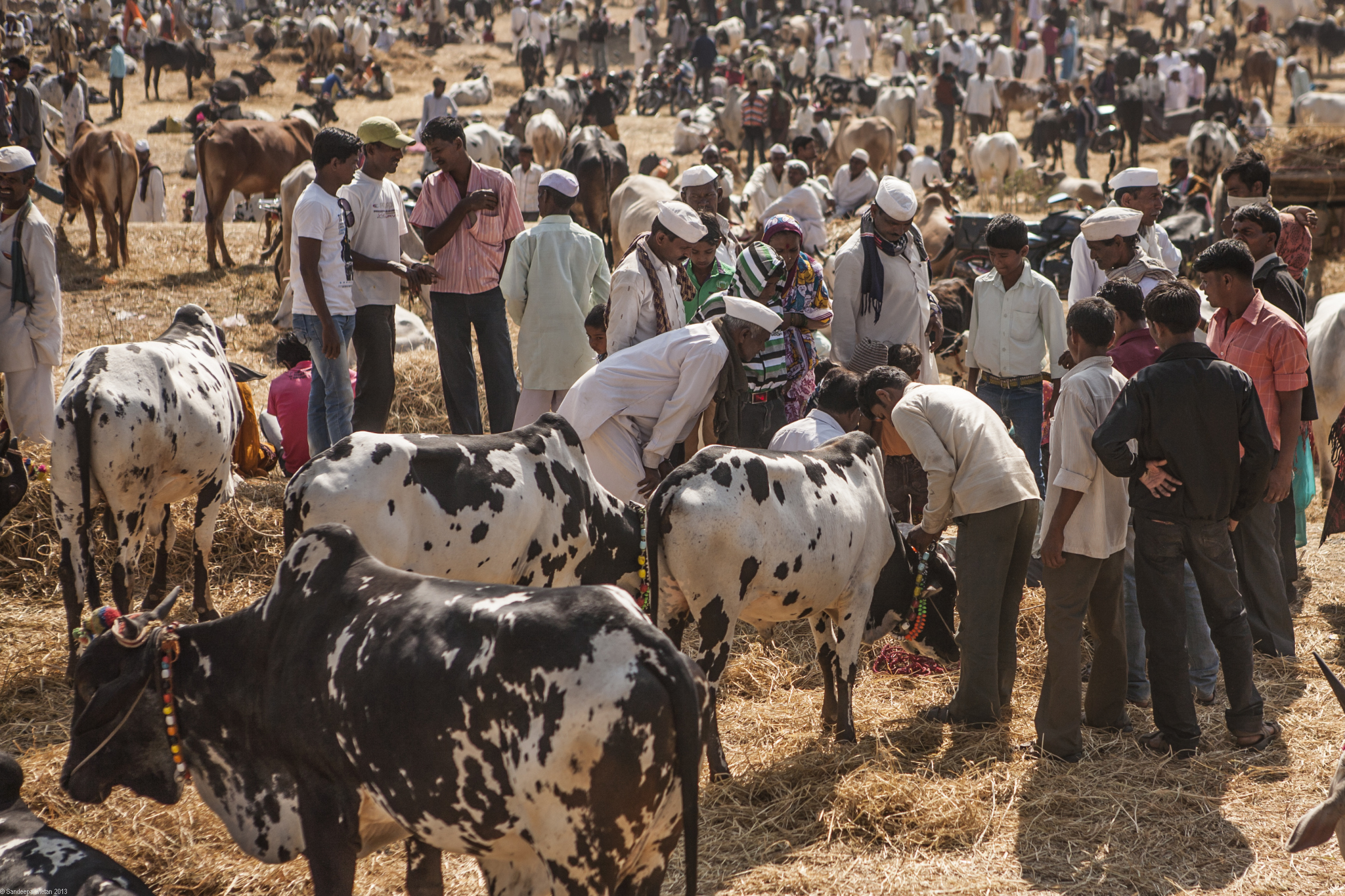Cow Market