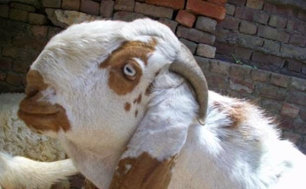 بقر عید اور حقدار