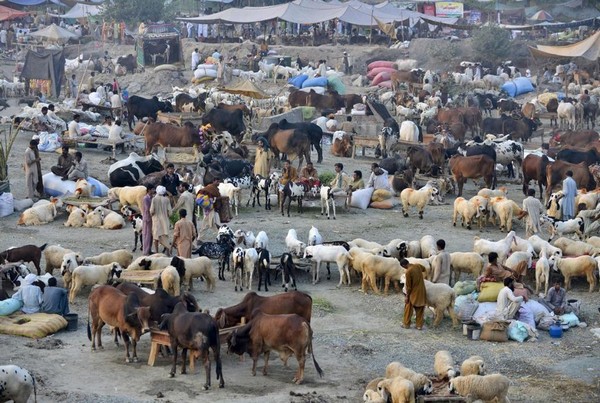 عید قرباں کا درس