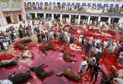 قربانی سے قبل غور طلب باتیں