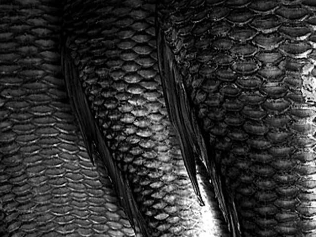 مچھلی کی جلد کے چھلکوں سے اسمارٹ فون کی ٹچ اسکرین بنانے کا منصوبہ