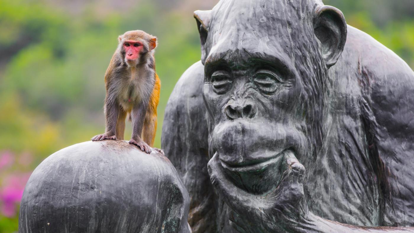 بندر کی عقل مندی