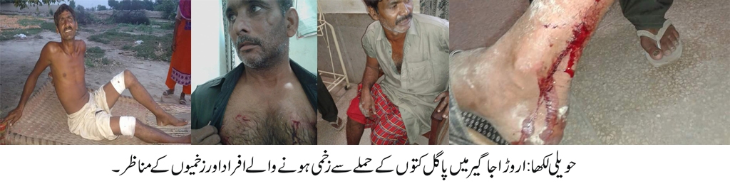 نواحی علاقے اروڑا جاگیر کے رہائشیوں پر پاگل کتوں کا حملہ