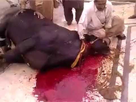 جماعت اسلامی زون نارتھ کراچی کے تحت 15 مقامات پر اجتماعی قربانی کے مراکز قائم