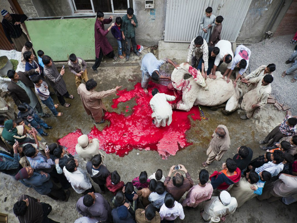 جامعہ بنوریہ عالمیہ اجتماعی قربانی میں 800 سے زائد جانور ذبح کیے جائیں گے
