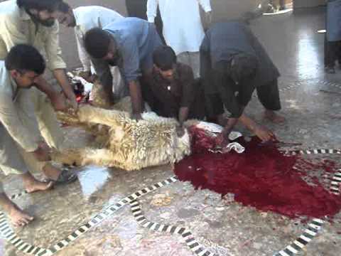 قربانی۔۔۔ حکم الہی کی تعمیل