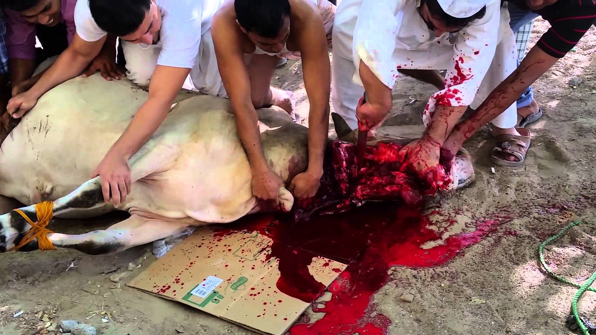 قربانی کا فلسفہ